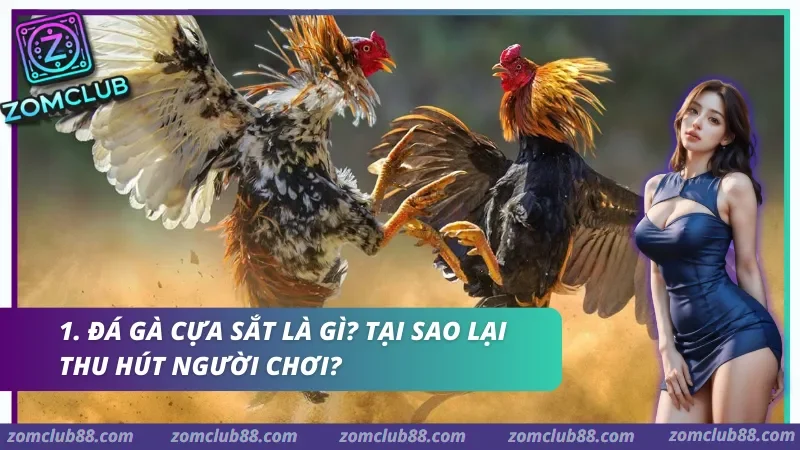 Đá gà cựa sắt Zomclub kiến tạo không gian giải trí kịch tính với tỷ lệ trả thưởng cạnh tranh trên thị trường.