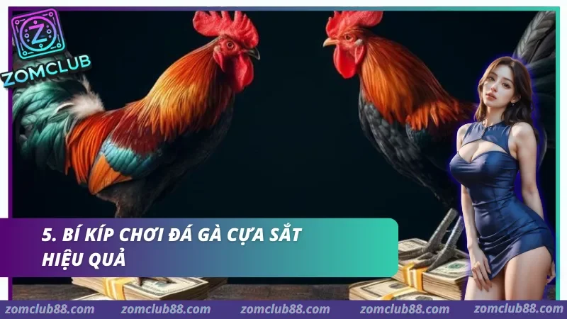 Bí kíp chơi Đá gà cựa sắt hiệu quả