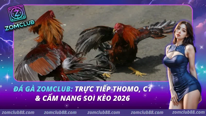 Đá Gà Zomclub: Trực Tiếp Thomo, C1 & Cẩm Nang Soi Kèo 2026