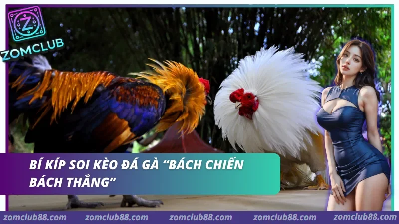 Bí kíp soi kèo Đá gà 